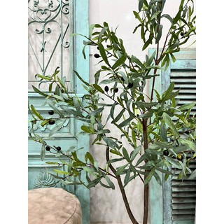 Cây oliu cây olive cao cấp trang trí các kích thước giống thật 99%