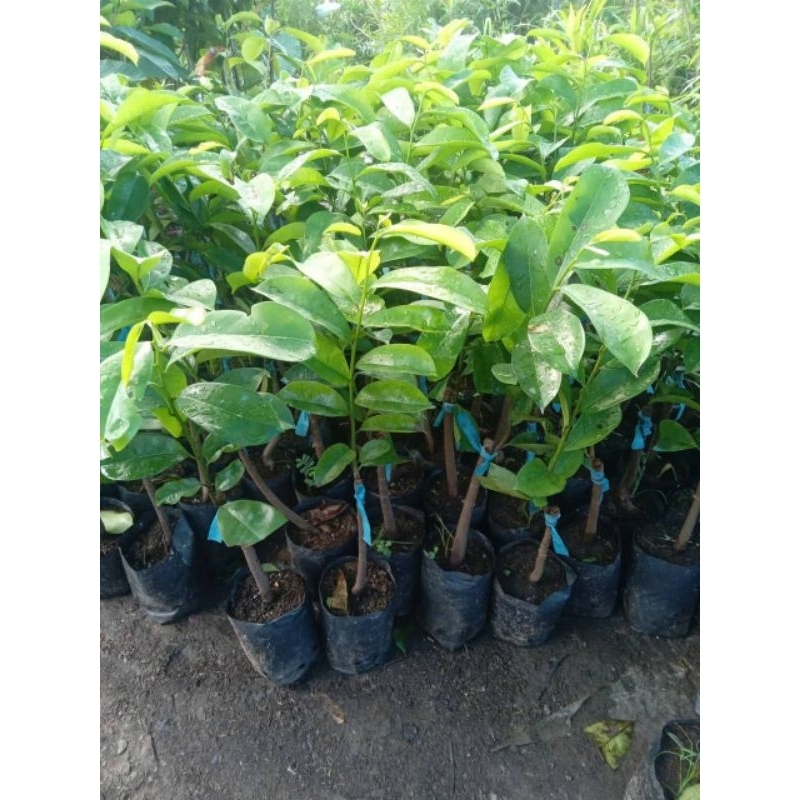 cây giống mãng cầu gai