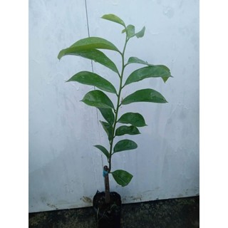 cây giống mãng cầu gai