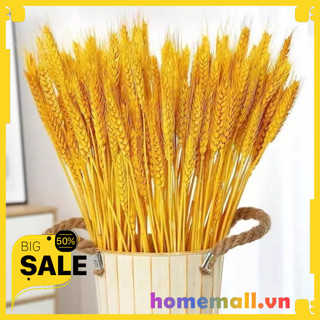 Bó Bông Lúa Mạch Khô Decor Trang trí decor nhà đẹp (Bó 100 nhánh ) HME54