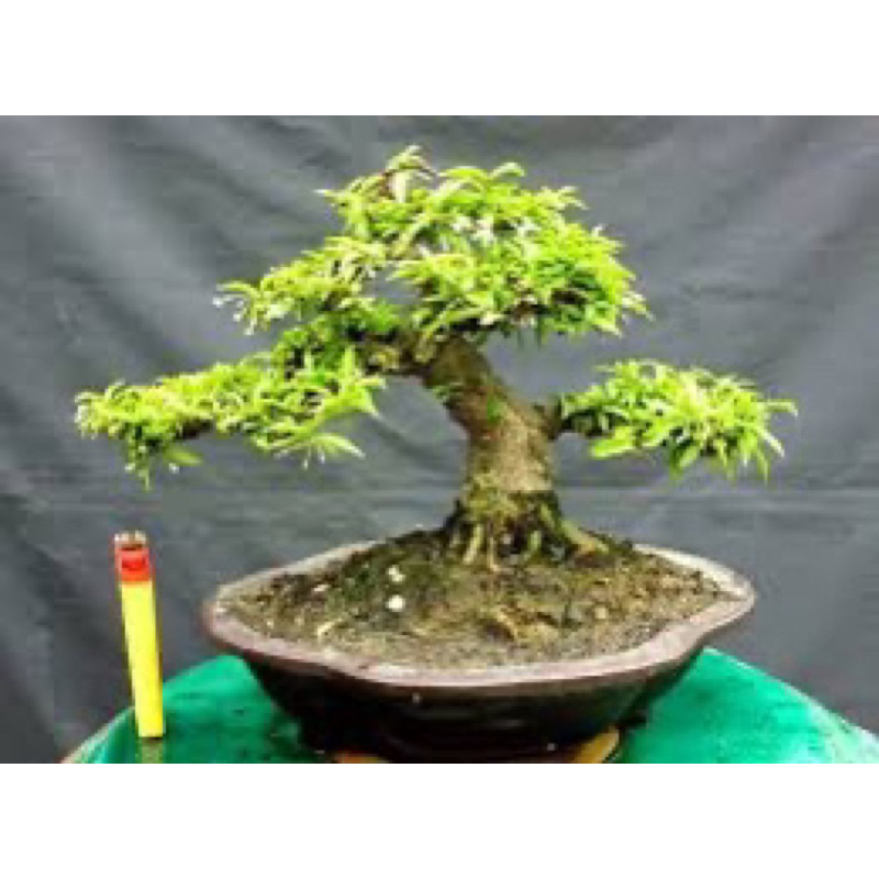 Mai Chiếu thủy lá kim bonsai mini