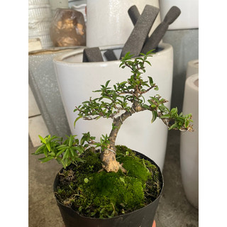 Mai Chiếu thủy lá kim bonsai mini