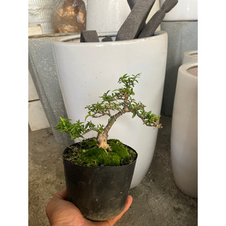 Mai Chiếu thủy lá kim bonsai mini