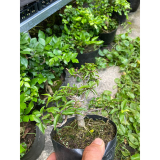 Mai Chiếu thủy lá kim bonsai mini