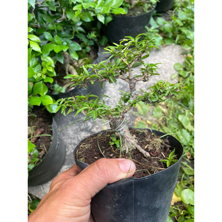 Mai Chiếu thủy lá kim bonsai mini