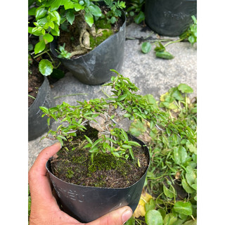 Mai Chiếu thủy lá kim bonsai mini