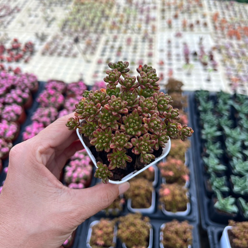 [CÓ GIÁ SỈ] sen đá Aoe trứng mini size chậu vuông 6cm