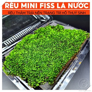  Rêu MiniFiss trải nền hồ thủy sinh - Thảm xanh mướt đẹp tự nhiên không cần CO2 dễ chăm sóc 