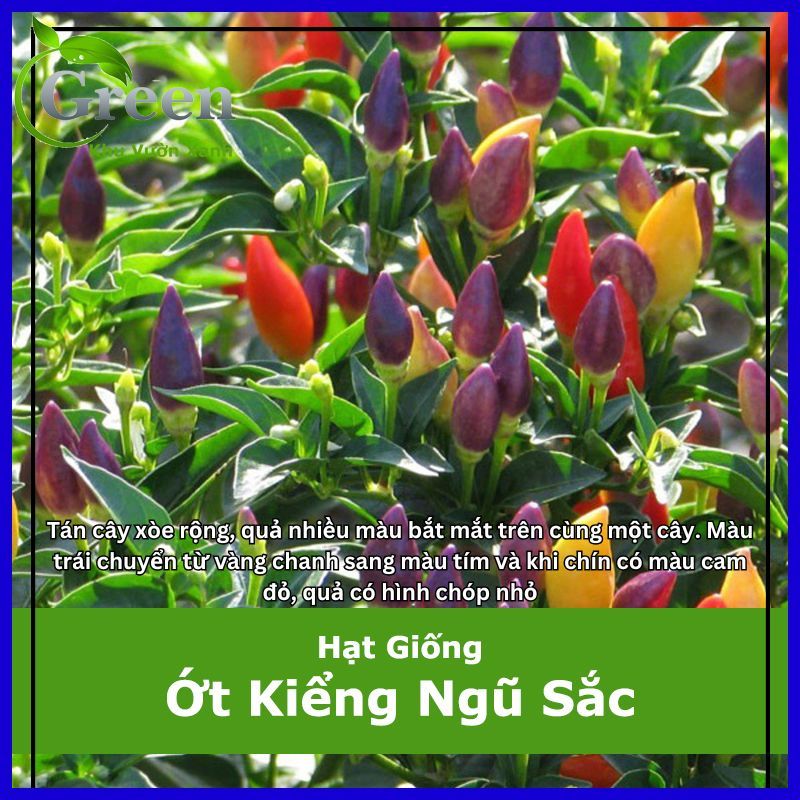 Hạt Giống Ớt Kiểng Ngũ Sắc Tán Rộng, Chịu Nhiệt Tốt