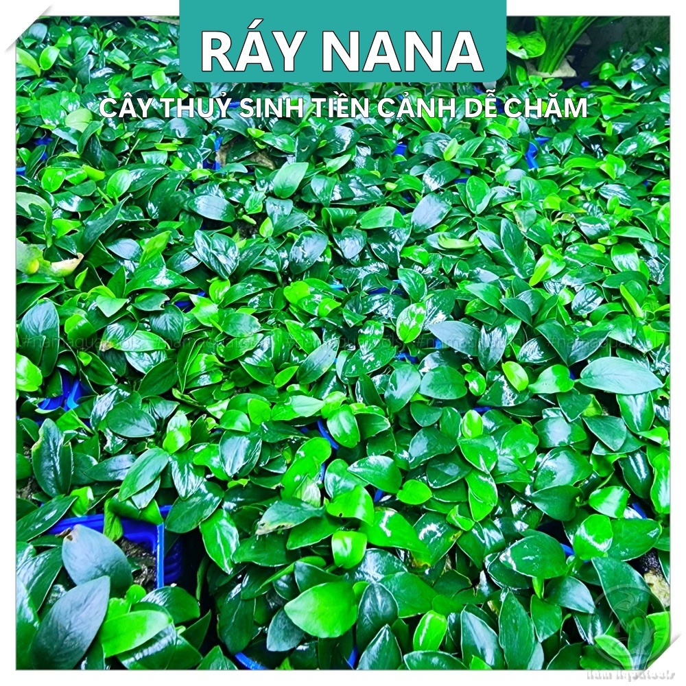 Cây Ráy Nana (Ráy lá nhỏ) | Cây Thuỷ Sinh Dán Lũa Đá - Cực Dễ Chơi và Chăm Sóc