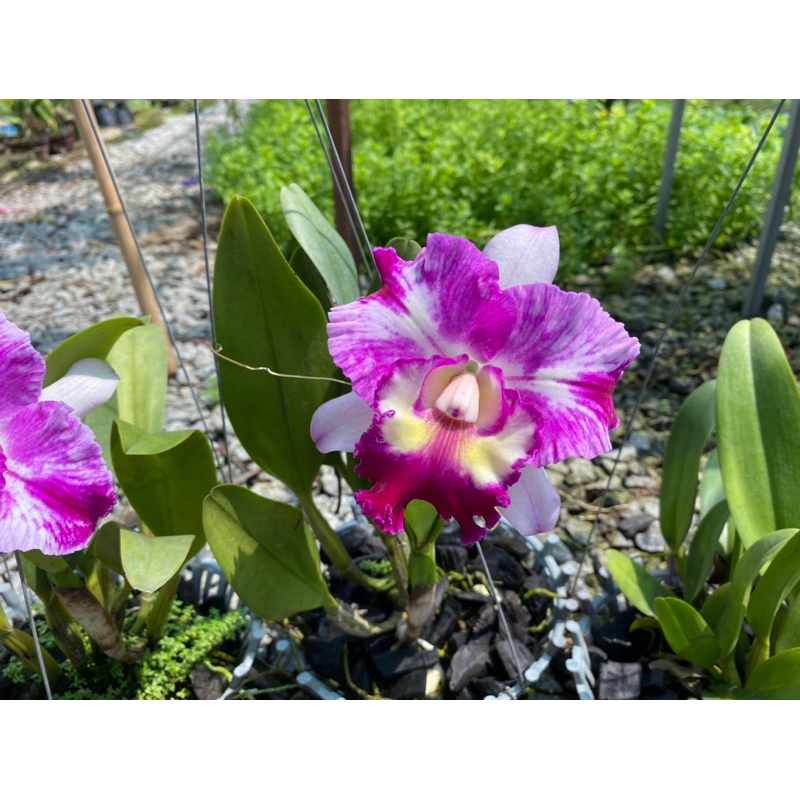 Cattleya Javel (Trắng Tím) Hoa Đại