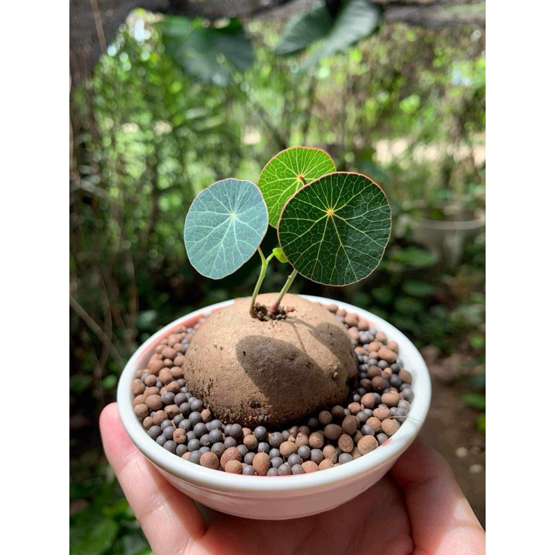 Củ Bình Vôi Thái nhiều size