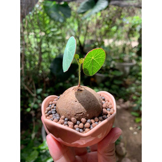 Củ Bình Vôi Thái nhiều size