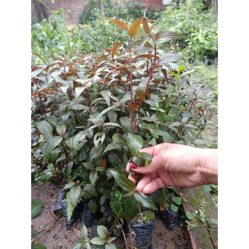 com bo5 cây dòi tím (bò mắm), khắc tinh của b.ênh phổi