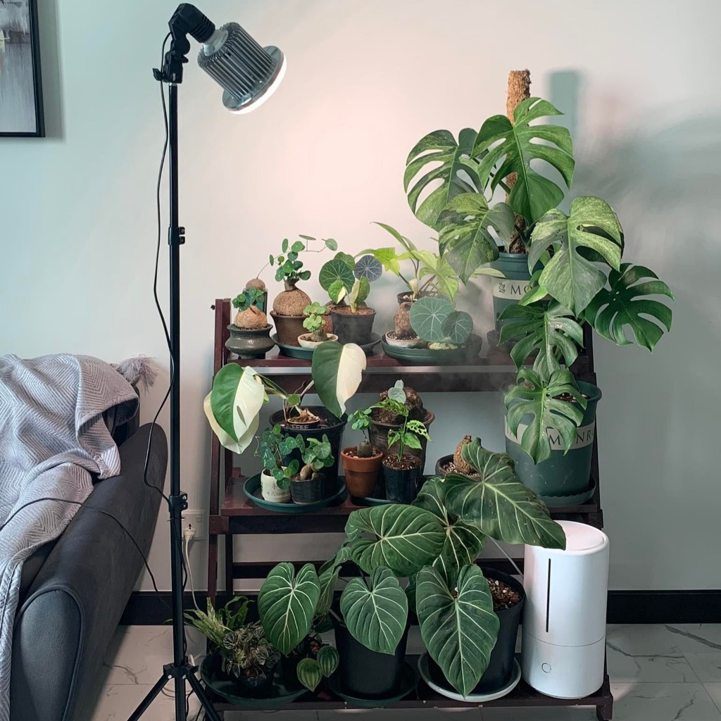 Đèn Quang Hợp LGL 50W, Đèn Trồng Cây Trong Nhà, Ánh Sáng Nắng Sớm Giúp Cây Phát Triển Mạnh Mẽ