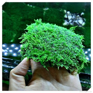  Rêu Mini TaiWan || Rêu Gắn Bonsai gắn layout thuỷ sinh bể cá cảnh 