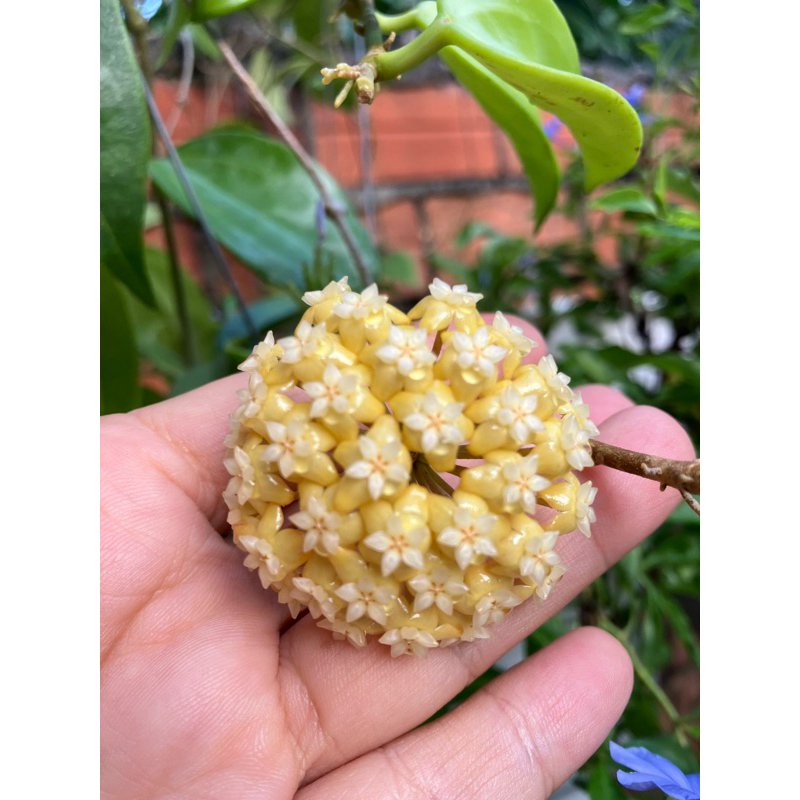 Cây giống lan cẩm cù