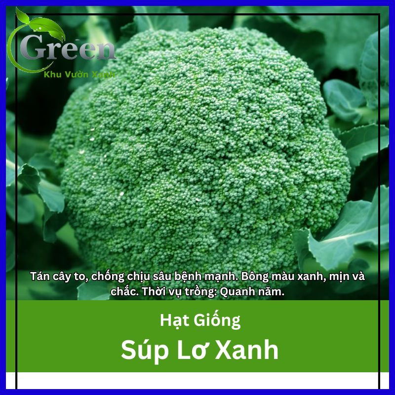 Hạt Giống Bông Cải Xanh (Súp Lơ Xanh) Thái Lan Năng Suất Cao, Bông Mịn Chắc