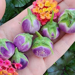 Hạt Giống Cà Pháo Tím Sai Trái Giòn Ngon