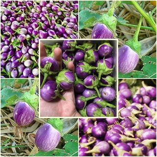 Hạt Giống Cà Pháo Tím Sai Trái Giòn Ngon