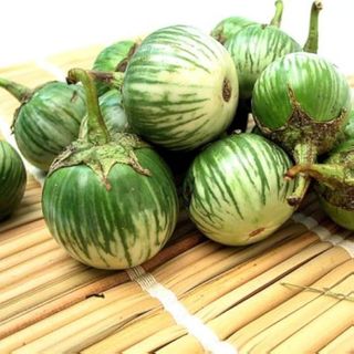 Hạt Giống Cà Dĩa Sọc Xanh Trái To, Phân Nhánh Mạnh, Năng Suất Cao