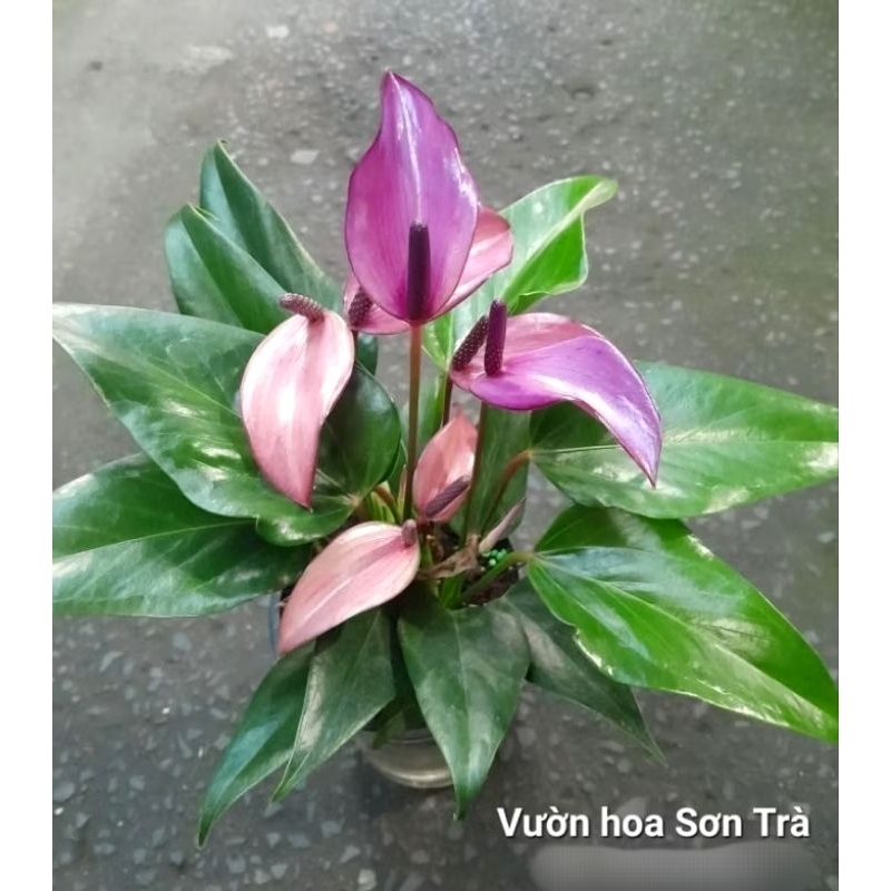 (VHST giao trong ngày) CÂY HỒNG MÔN Thái hoa tím hồng.