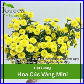 Hạt Giống Hoa Cúc Vàng Mini Dễ Trồng, Chăm Sóc Gói 100 Hạt