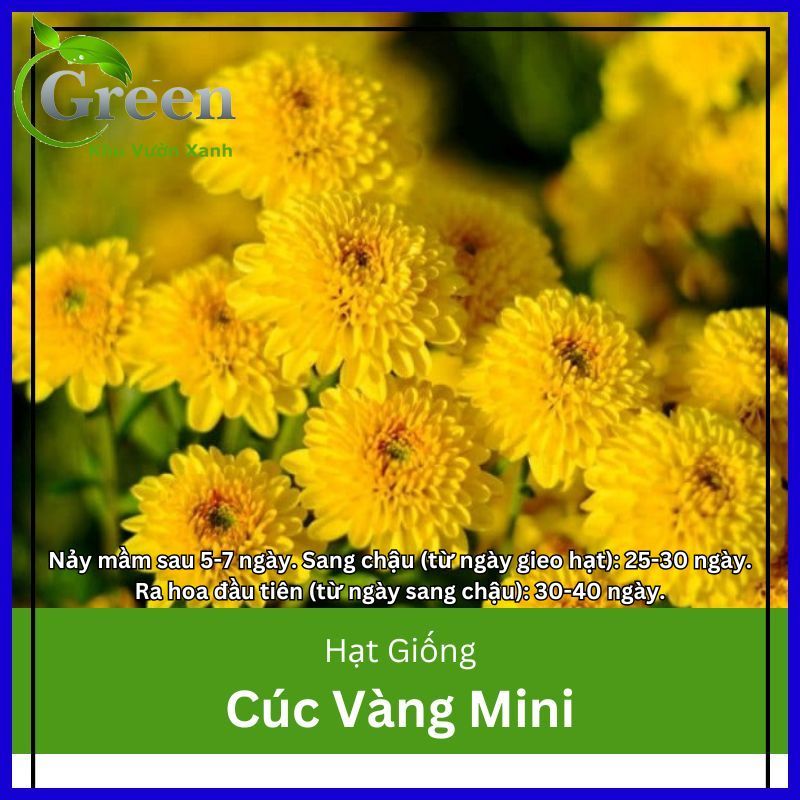 Hạt Giống Hoa Cúc Vàng Mini Dễ Trồng, Chăm Sóc Gói 100 Hạt