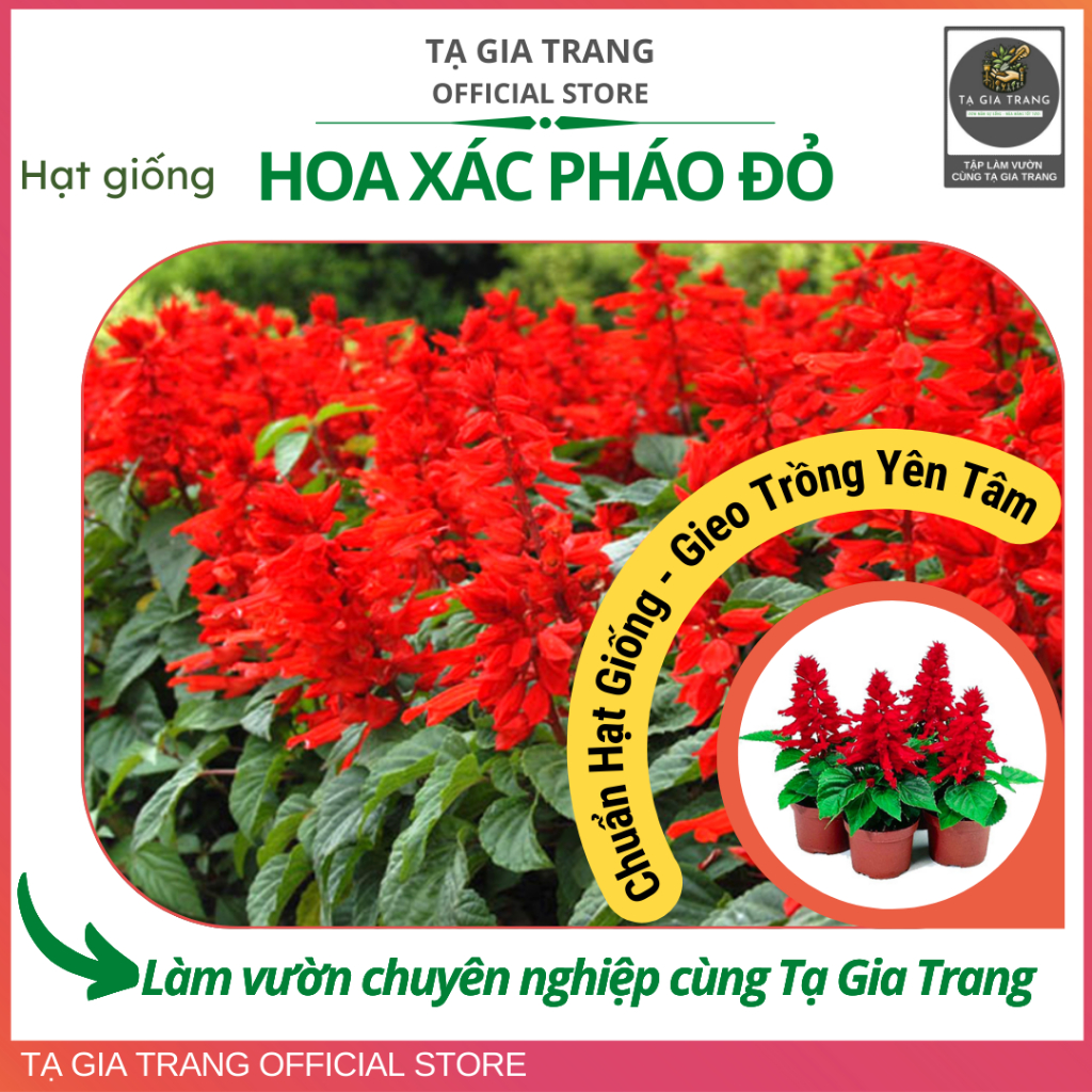 Hạt giống hoa xác pháo đỏ - Shop hạt giống Tạ Gia Trang