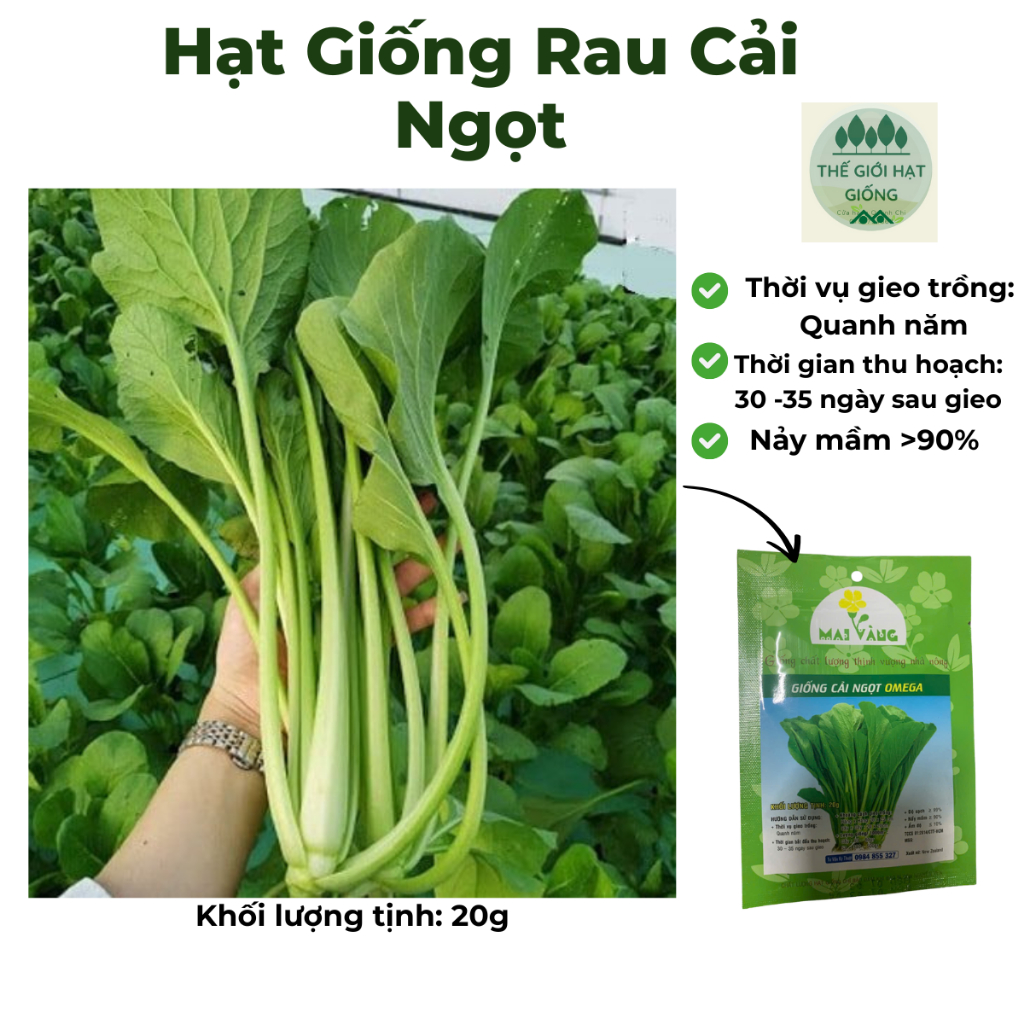 HẠT GIỐNG RAU CẢI NGỌT