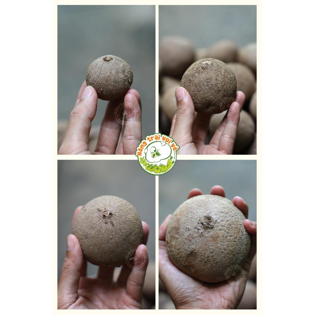 [Bình vôi kiểng THÁI LAN] Loại STEPHANIA ERECTA Lá tròn, có viền lá đỏ, củ tròn không phải bình vôi 