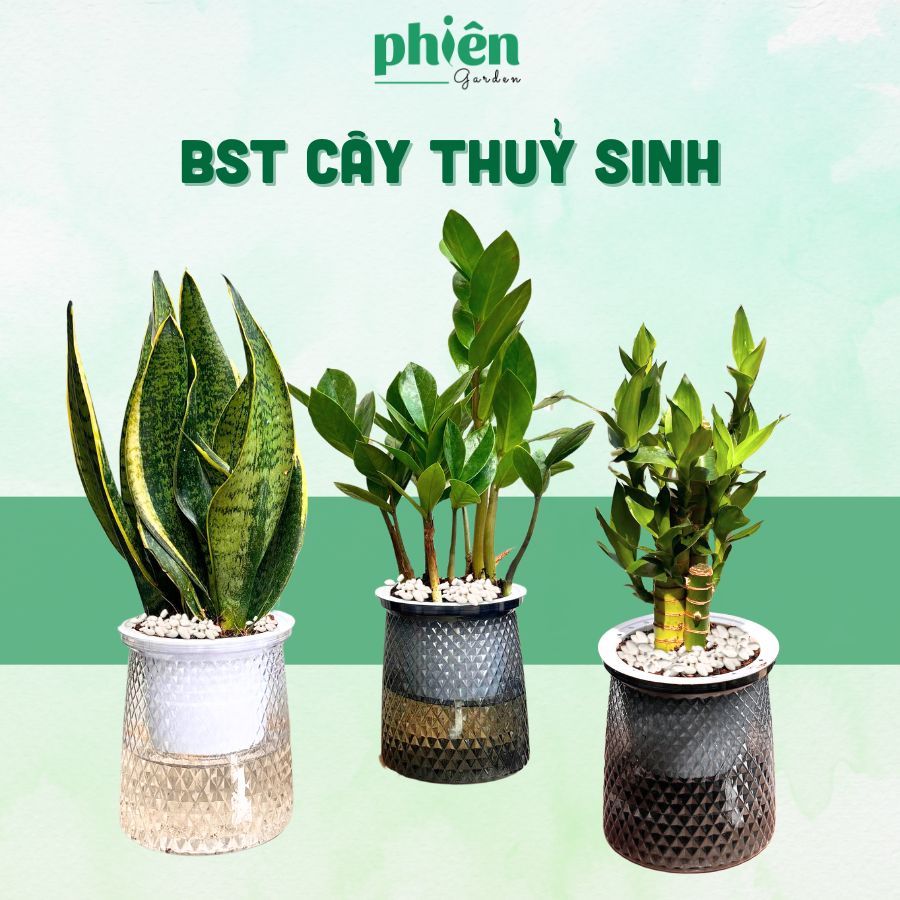 Cây Thuỷ Sinh Để Bàn Chậu Tự Tưới, Tiết Kiệm Thời Gian Chăm Cây, Cây Để Bàn, Văn Phòng