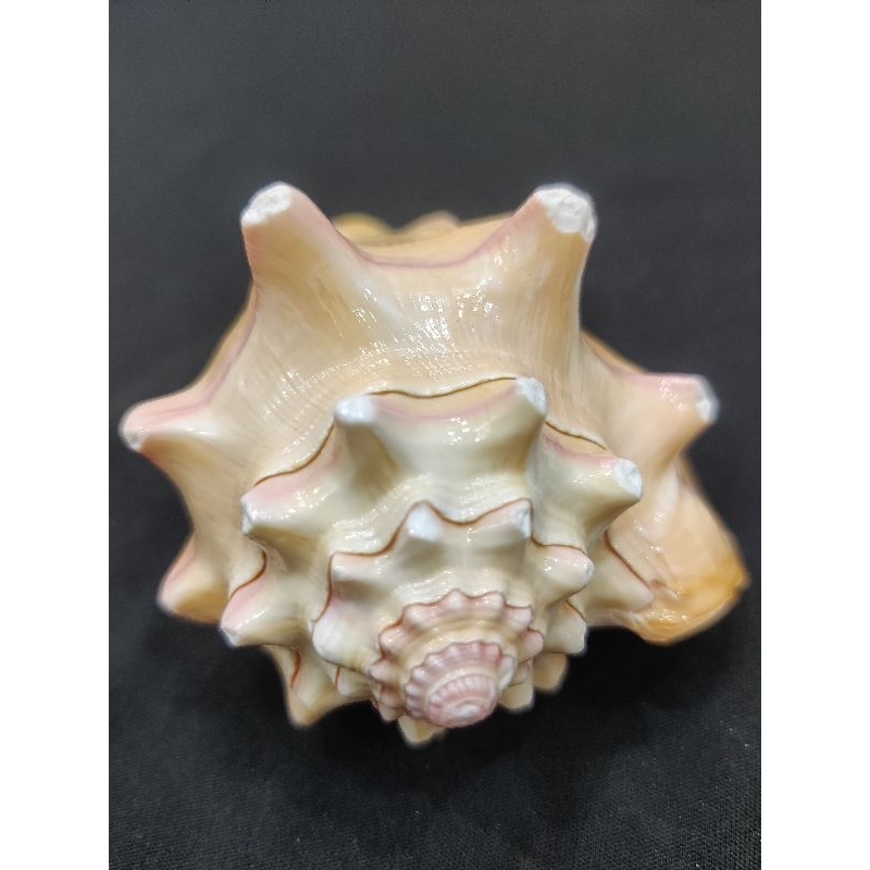 Natural Pink Shell Conch Coral Sea Snail - Vỏ ốc hồng tự nhiên