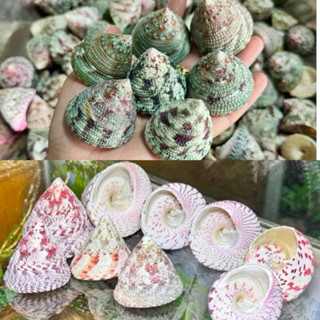 VỎ NÓN HỒNG & NÓN XANH miệng vỏ 1cm, chiều cao 3cm-5cm dùng để trang trí, thay vỏ cho ốc mượn hồn.