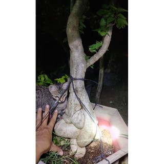 Phôi cây giấy mỹ ( gốc lớn hoành đế 40-50)
