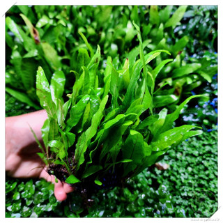 Chậu Nhựa Dương xỉ java - thuỷ sinh DỄ CHĂM , KHÔNG CO2