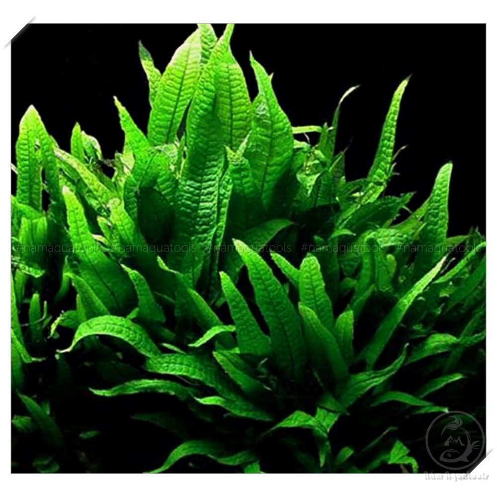Chậu Nhựa Dương xỉ java - thuỷ sinh DỄ CHĂM , KHÔNG CO2