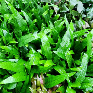 Chậu Nhựa Dương xỉ java - thuỷ sinh DỄ CHĂM , KHÔNG CO2