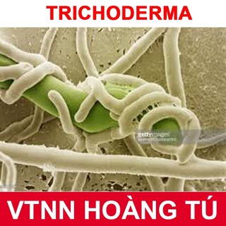 NẤM ĐỐI KHÁNG TRICHODERMA BACILLUS VTNN HOÀNG TÚ ( Chuyên dùng để ủ phân hữu cơ và kiểm soát nấm bệnh) GÓI 1KG
