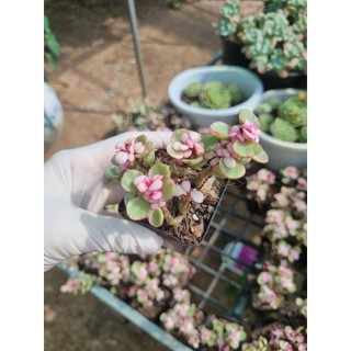 sen đá đola bầu chậu 5 cm cây như hình video