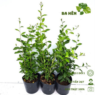 Combo 3 Chậu Cúc Tần Ấn Độ - Cây Dây Mành - Cây Cúc Tần Leo - Cây Cảnh Trang Trí Ban Công