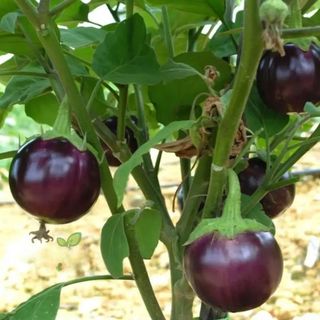Hạt Giống Cà Tím Trái Tròn Sai Trái Ít Hạt, Dễ Trồng Thu Hoạch Kéo Dài