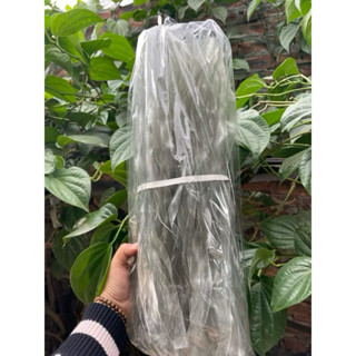 1kg miến dong sợi to đặc sản điện biên