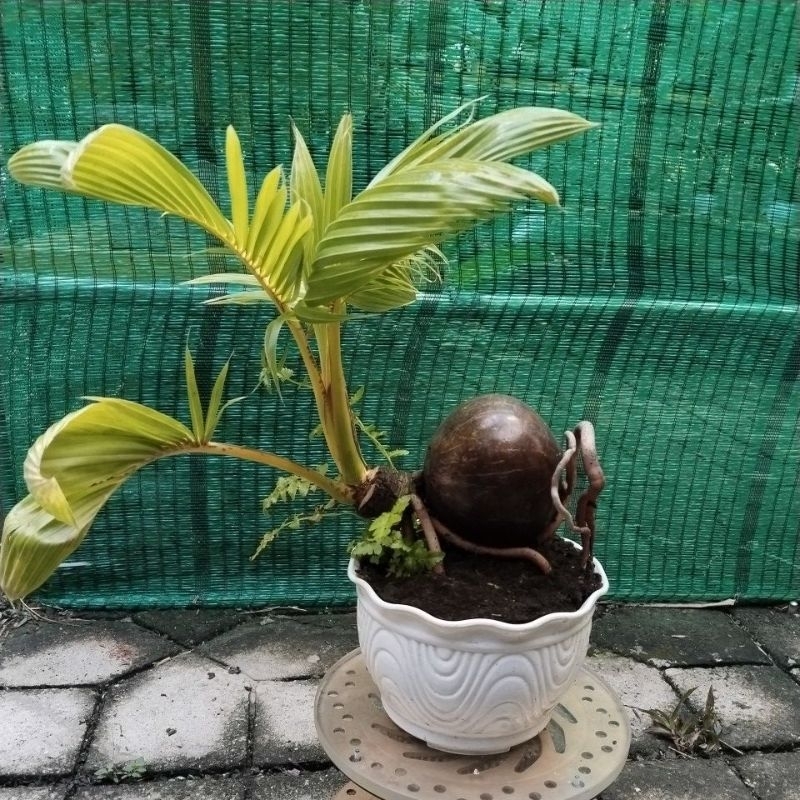 Dừa bonsai