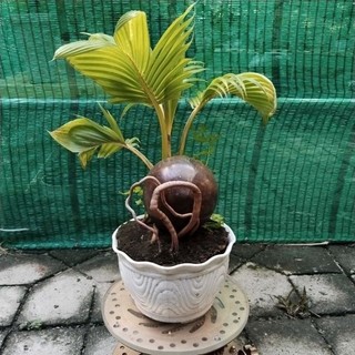 Dừa bonsai