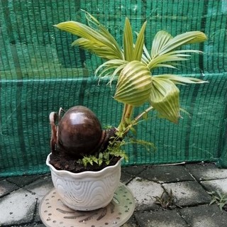 Dừa bonsai