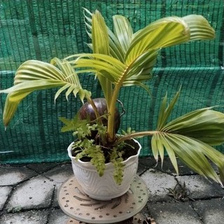 Dừa bonsai