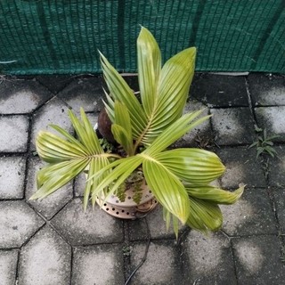 Dừa bonsai
