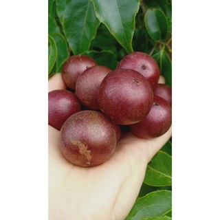 cây hồng quân loại lớn , cây cao từ 1 mét