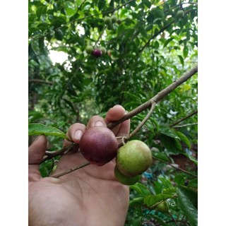 cây hồng quân loại lớn , cây cao từ 1 mét